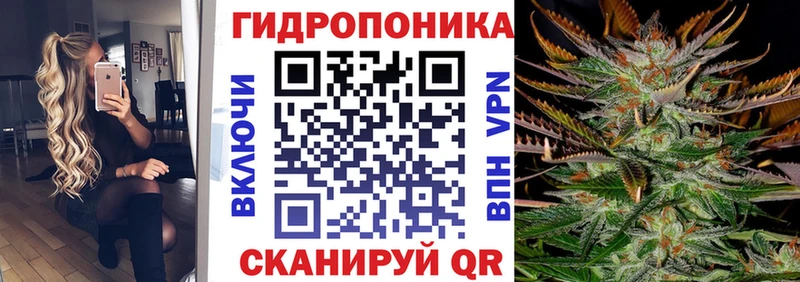 Каннабис OG Kush  Медынь 
